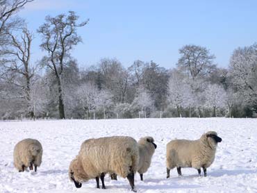 Sheep in North Oxfordshire